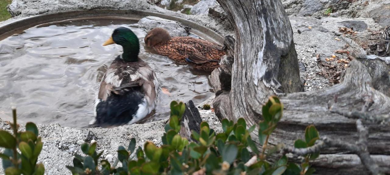 Jelenov Breg Pod Matajurem Villa Kobarid Buitenkant foto